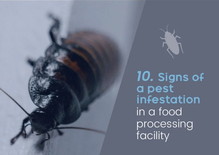 Signs of infestation you should never ignore