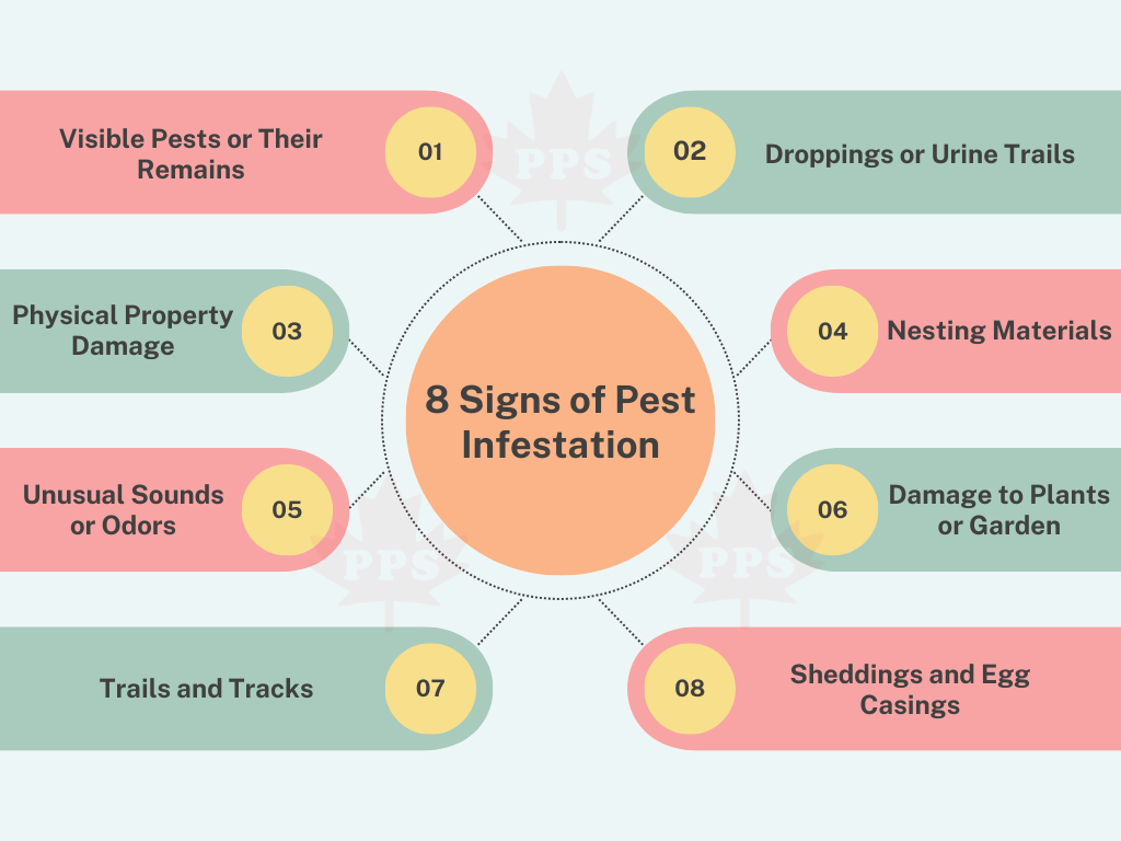 Signs of infestation you shouldn’t ignore