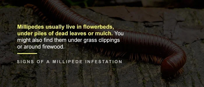 Signs of Millipede Infestation – What to Look For