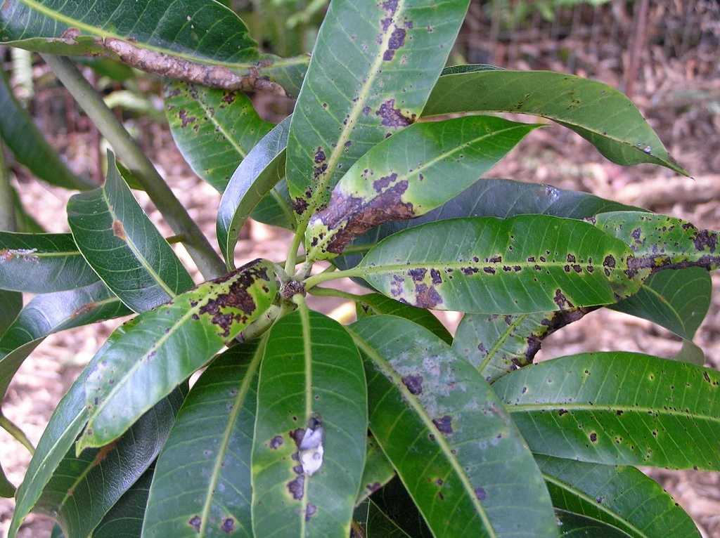 Signs of Mosquito Infestation Around Mango Trees