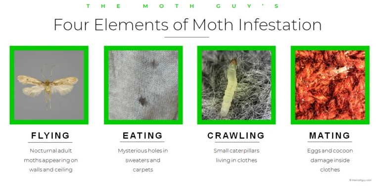 Signs of Moth Infestation