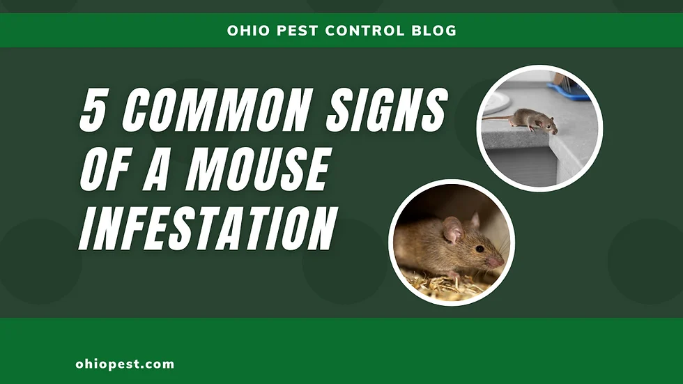 Signs of mouse infestation
