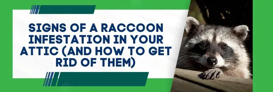 signs of raccoon infestation