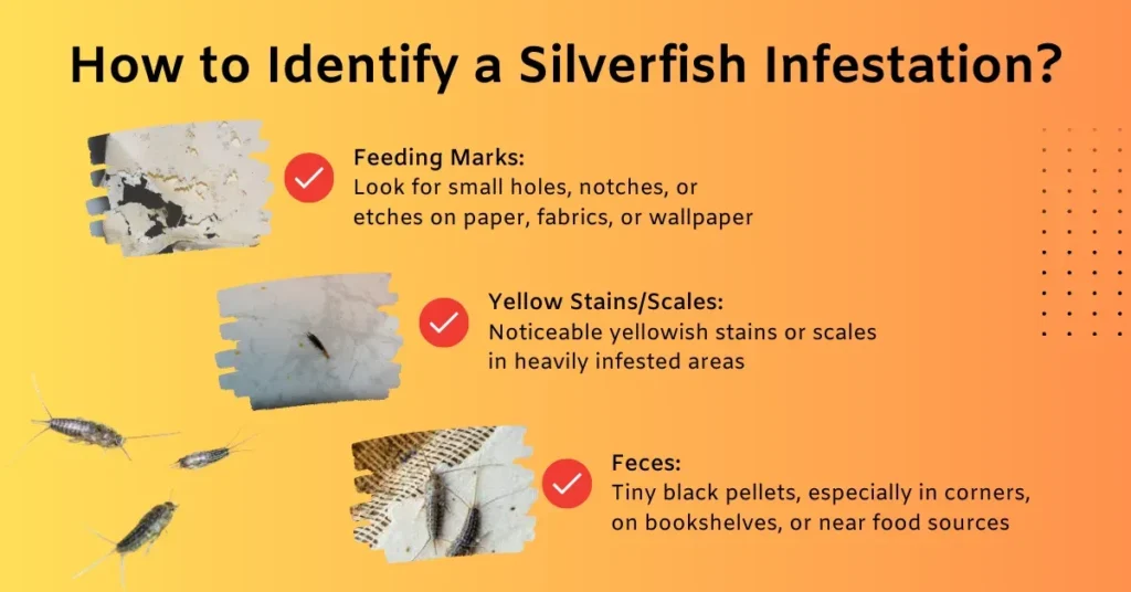 Signs of Silverfish Infestation