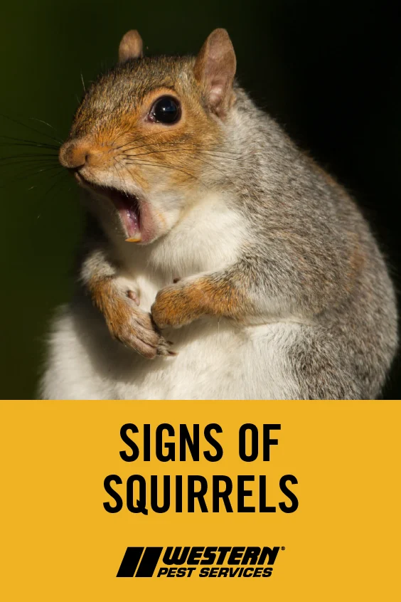 Signs of Squirrel Infestation Beyond the Smell