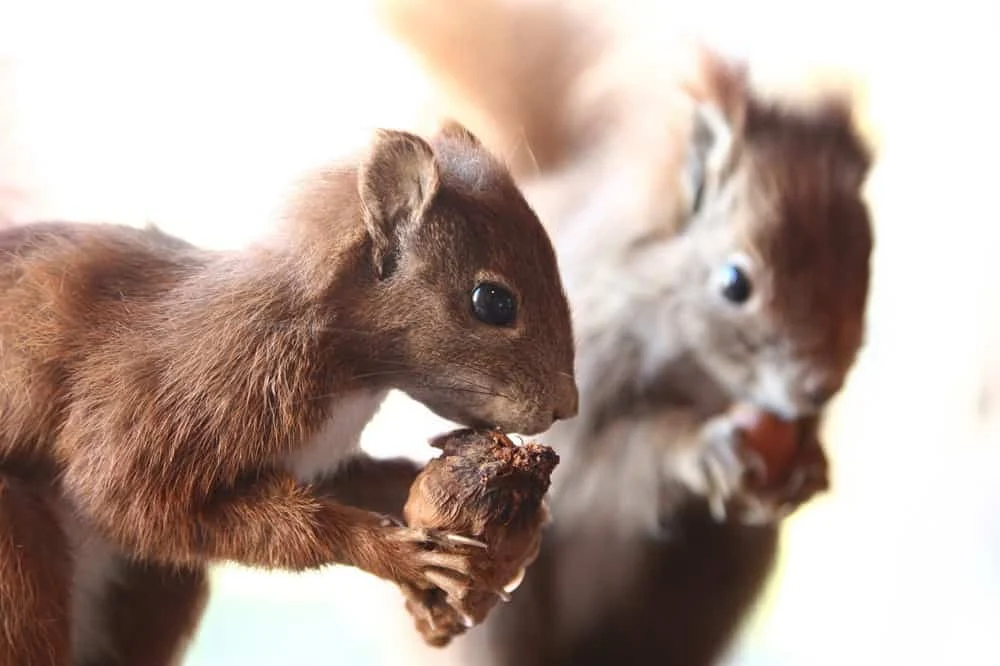 Signs of Squirrel Urine Infestation