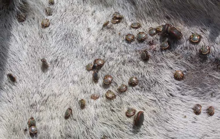 Signs of Tick Infestation