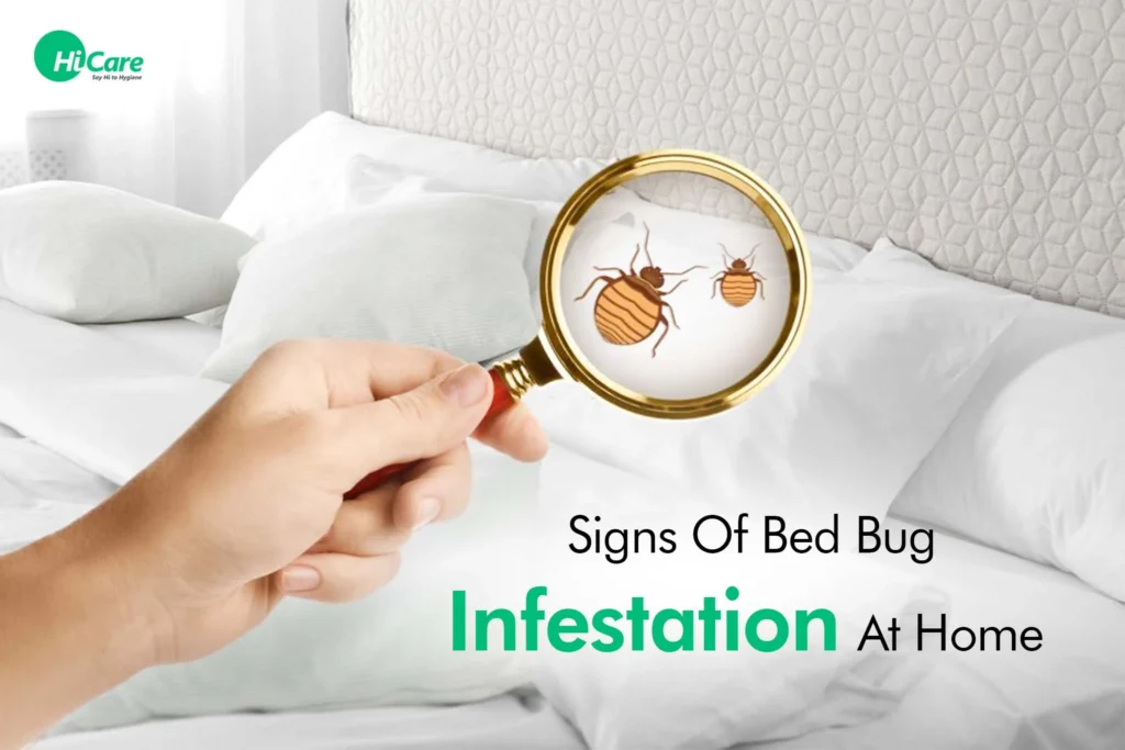 Signs of Transparent Bug in House Infestation
