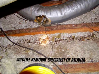 Signs of Wildlife Infestation in Atlanta Homes