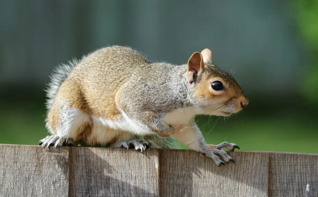 Signs of Wildlife Infestation in Lawrenceville Homes