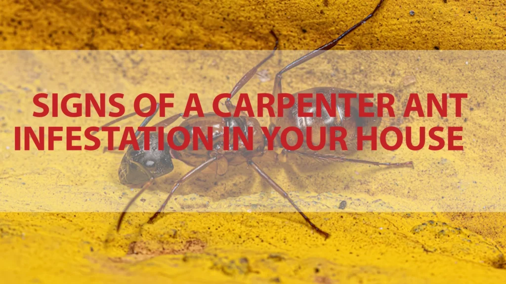 Signs of Wildlife Infestation in Your Marietta Home