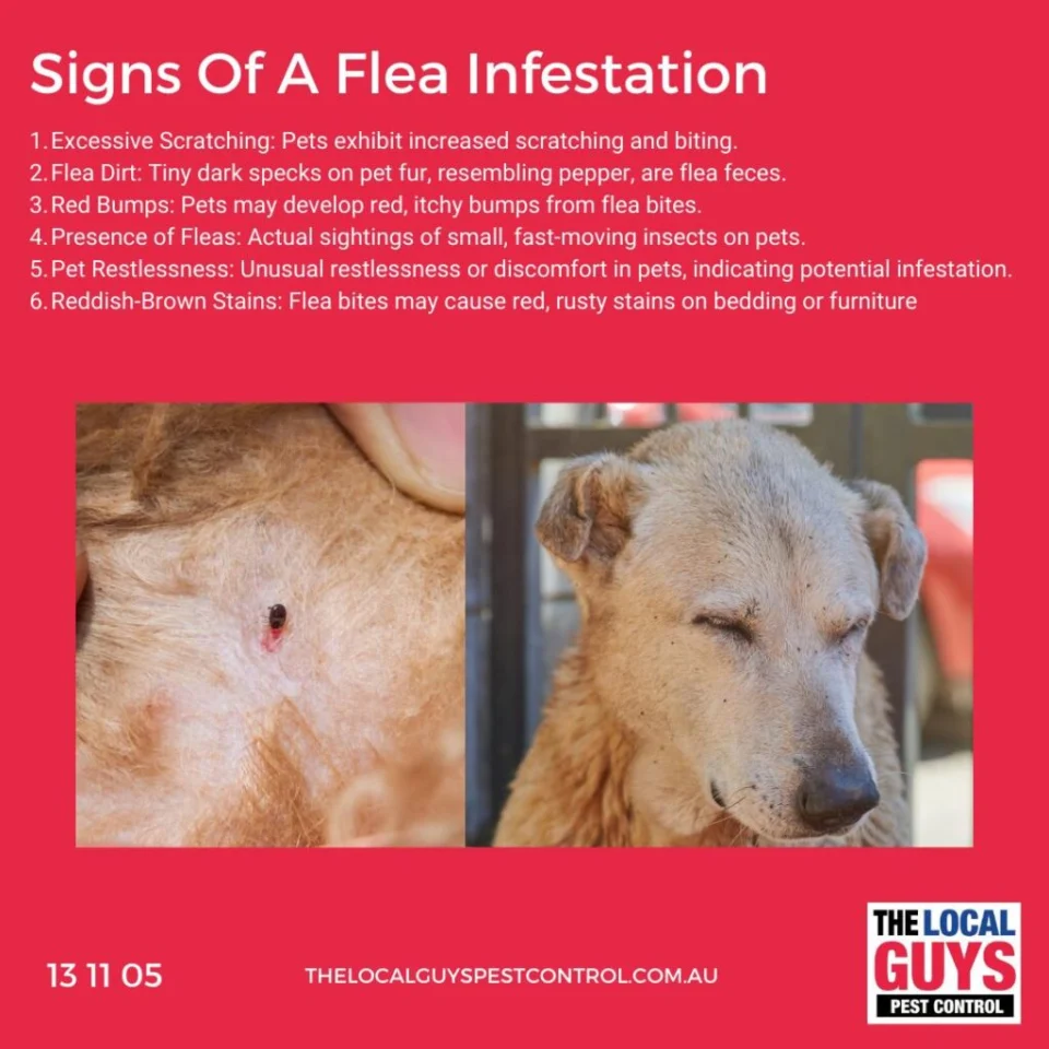 Signs of Wildlife Infestation: What to Look For