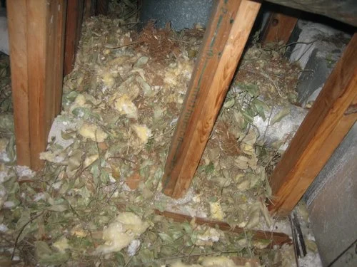 Signs of Wildlife Intrusion in Lake Worth Homes