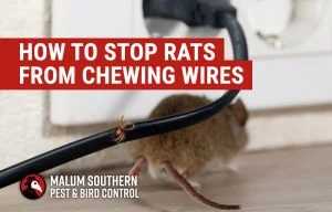 Signs That Rats Have Chewed Your Wire