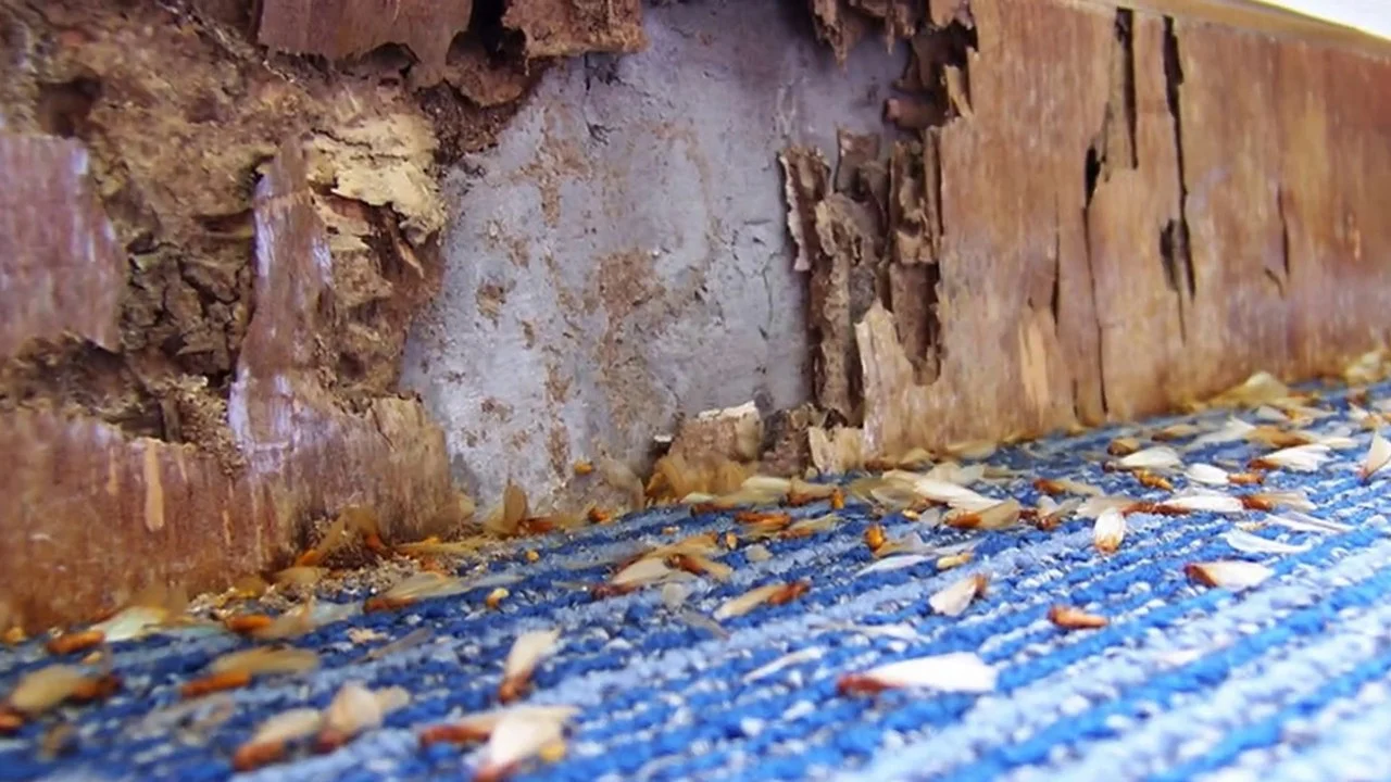 termite control boynton beach: Why This Pest Appears in Homes