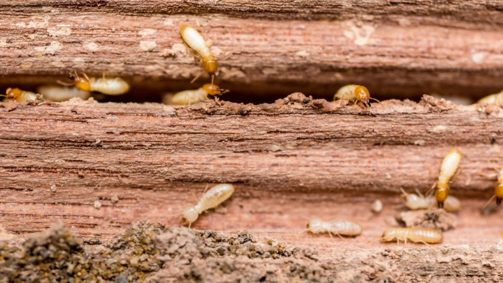 Termite Control Buford: Why These Pests Target Your Home