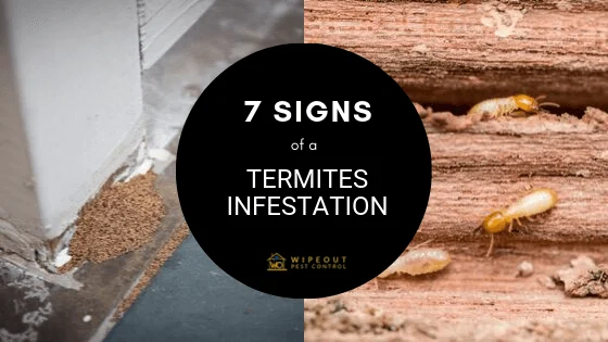 termite control canton: Signs of Infestation