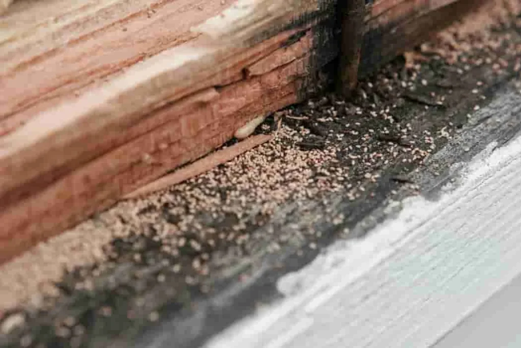 termite control delray beach: Why These Pests Invade Your Home