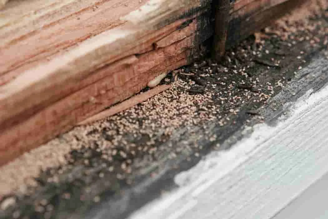 termite control delray beach: Why These Pests Invade Your Home