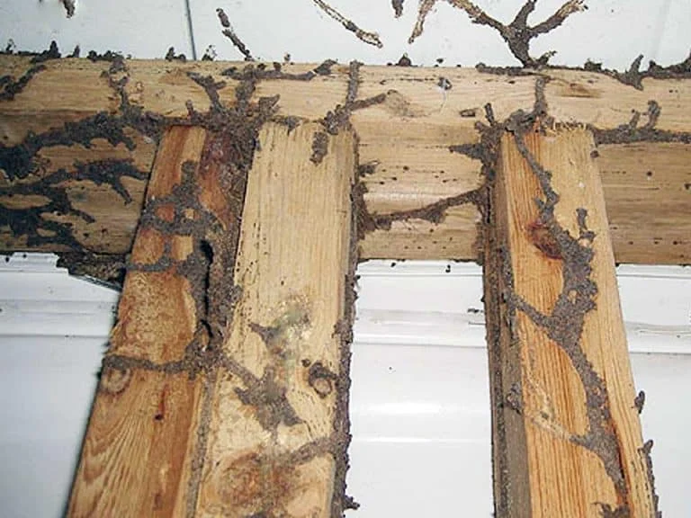 termite control east lake: Understanding Why These Pests Appear in Homes