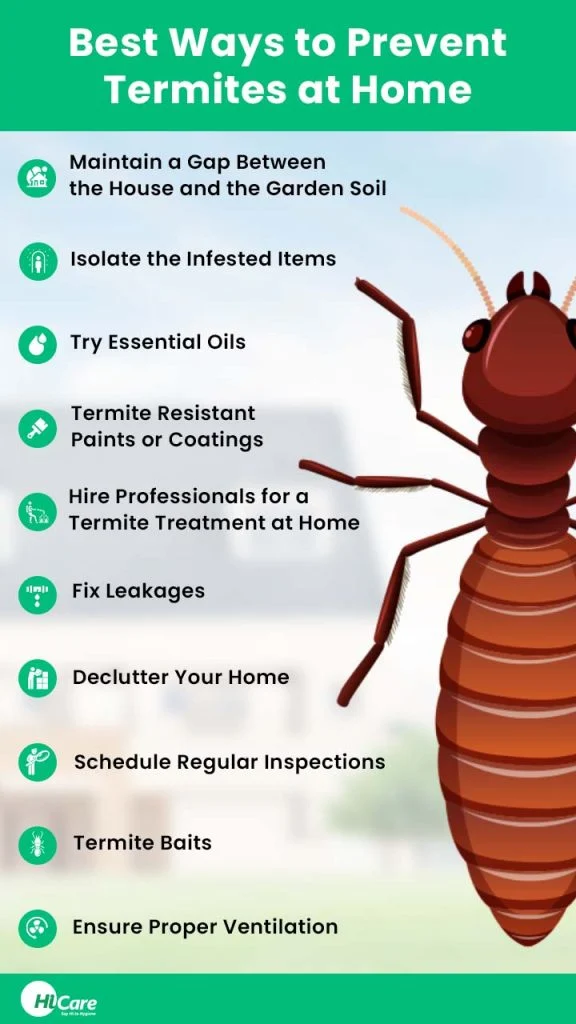 termite control keystone: Why This Pest Appears in Homes