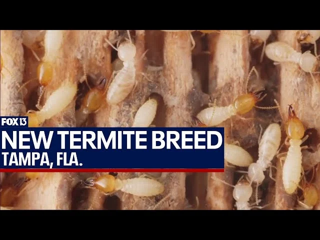 termite control lake magdalene: Why This Pest Appears in Homes