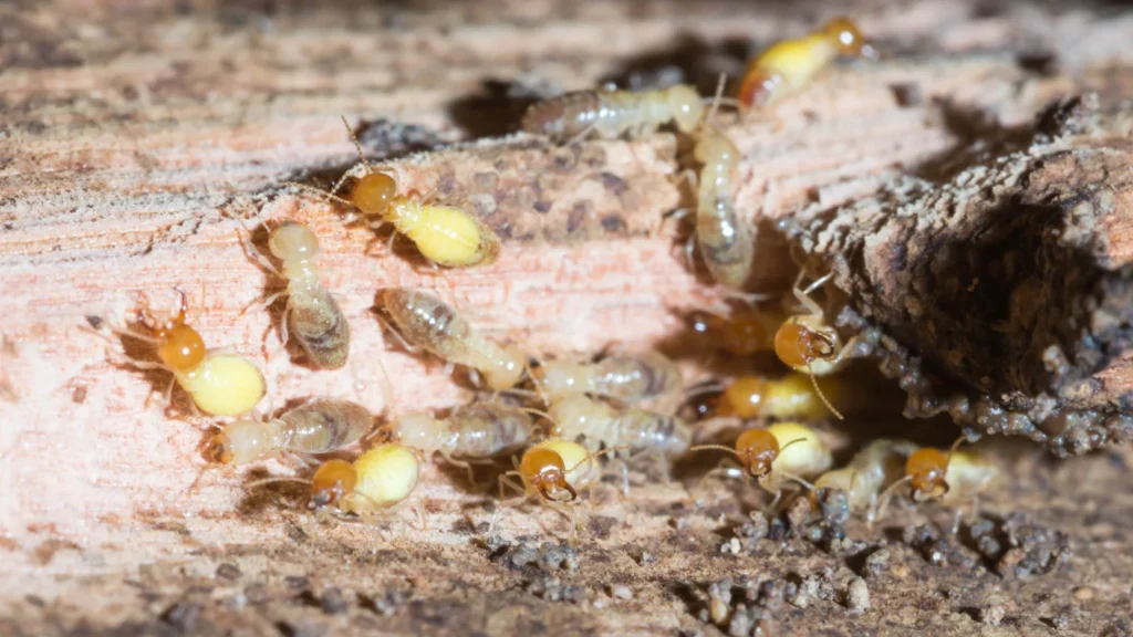 termite control loxahatchee: Why These Pests Invade Your Home