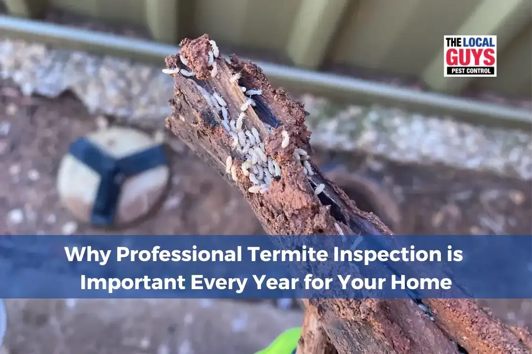 termite control norcross: Why This Pest Appears in Homes