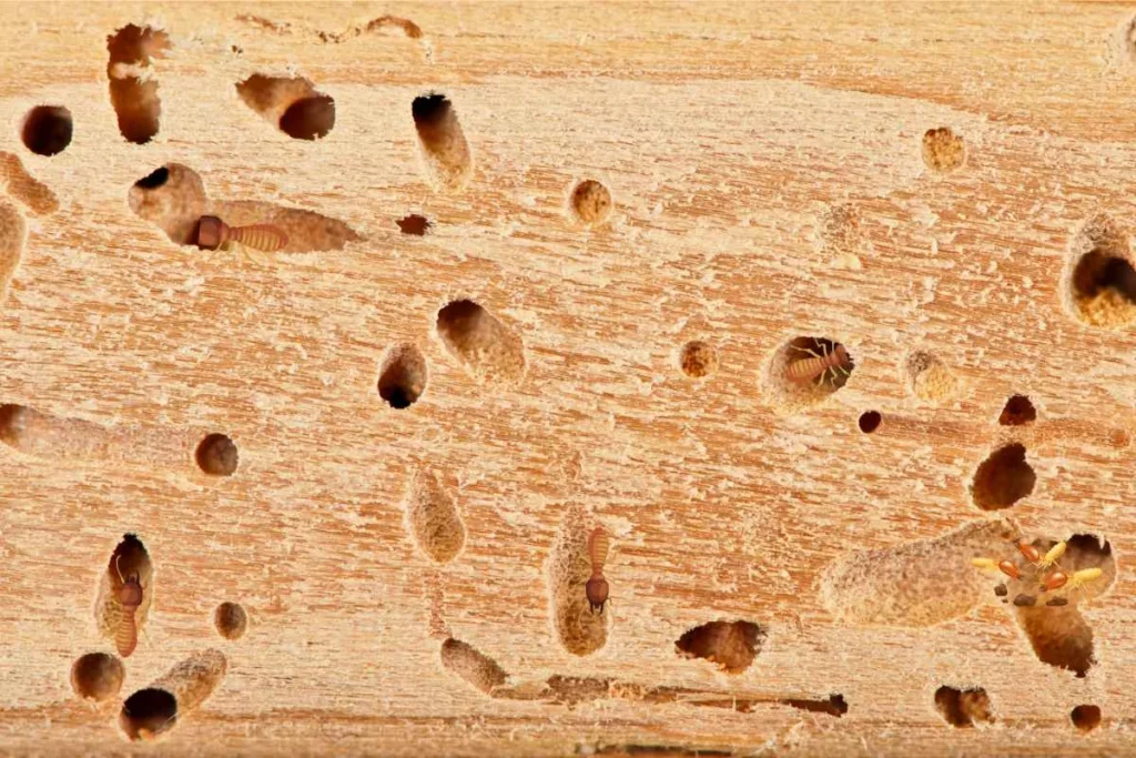 Termite Control Oakwood: Why This Pest Appears in Homes