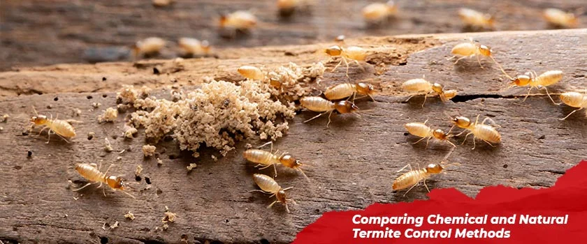 termite control palm river clair mel – Natural Removal Methods