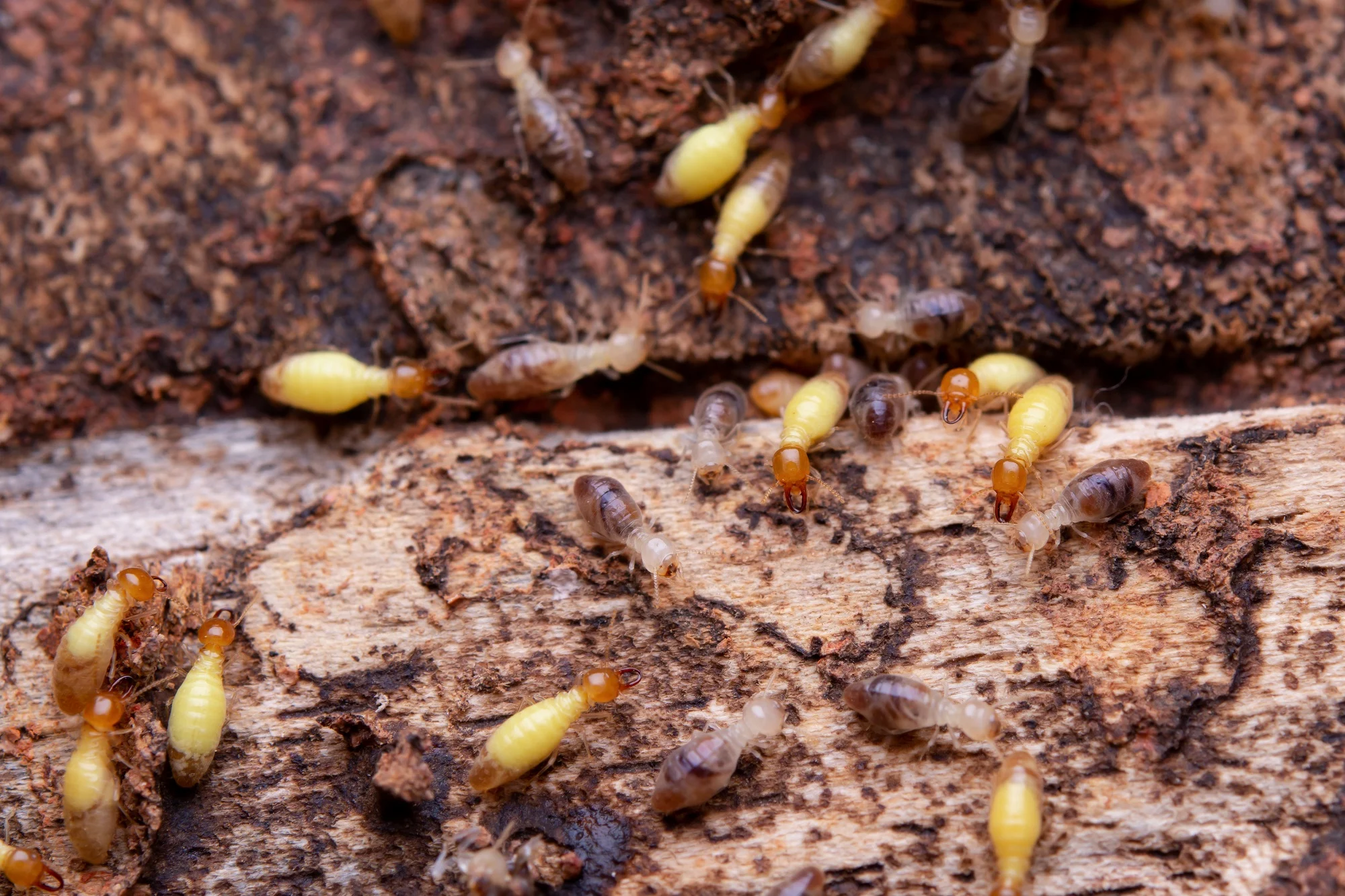 termite control Royal Palm Beach – Why This Pest Appears in Homes