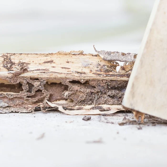 termite control Sun City Center: Why This Pest Appears in Homes
