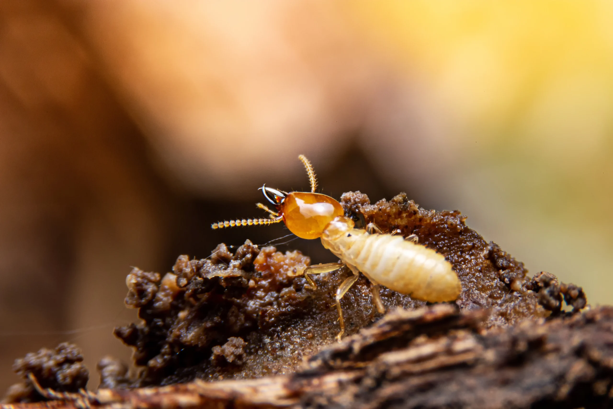 Termite Control Temple Terrace: Why This Pest Appears in Homes