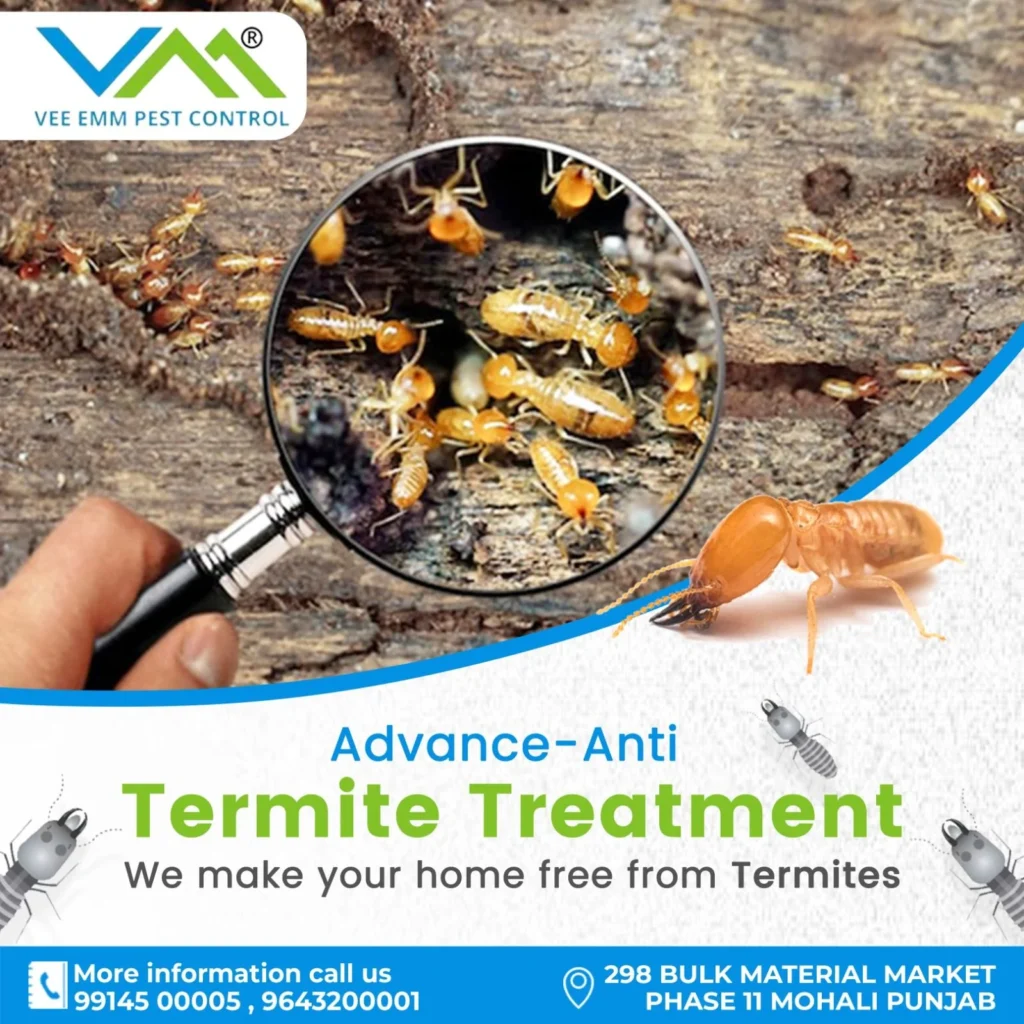 termite control university: Understanding the Problem