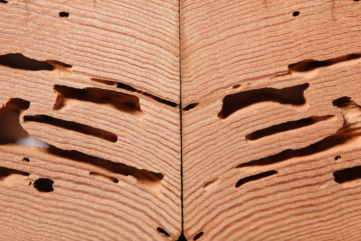Termite Control Woodstock: Understanding the Threat
