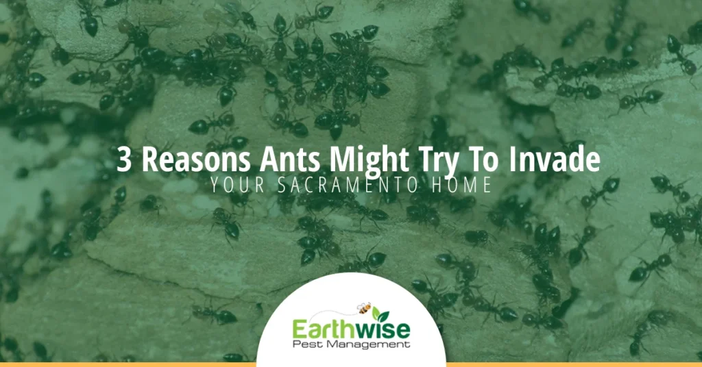 Three Reasons Ants Invaded Your Home