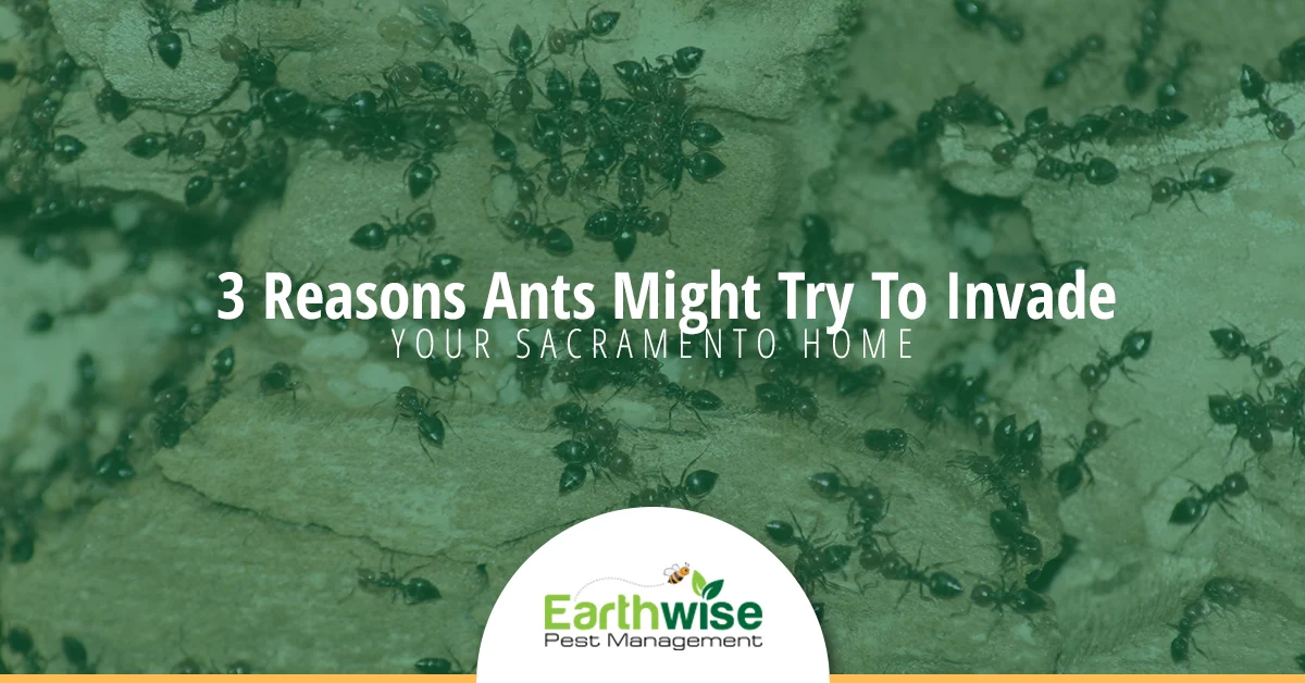 Three Reasons Ants Invaded Your Home