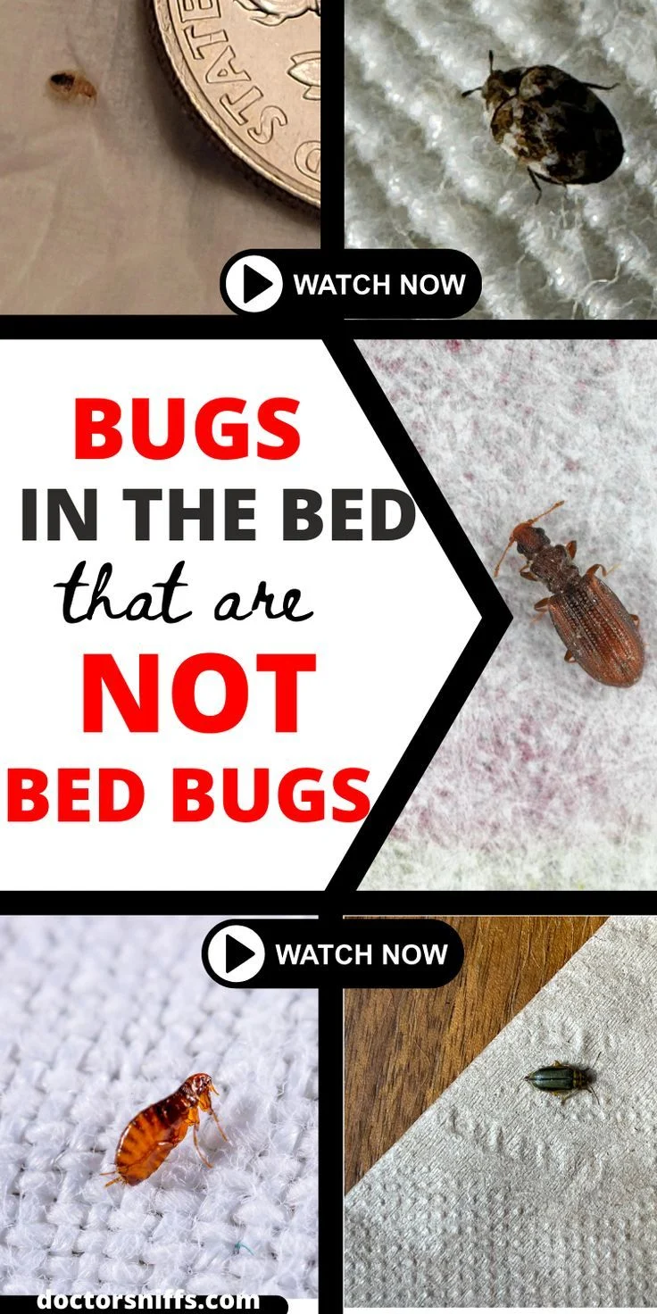 tiny bugs in bed that are not bed bugs you should know: Why They Appear in Homes