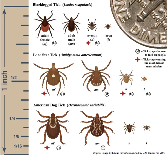 Types of Ticks in Virginia