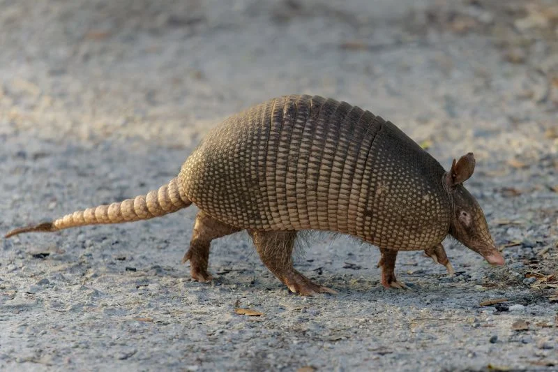 Understanding Armadillo Removal: Why These Creatures Invade Your Property