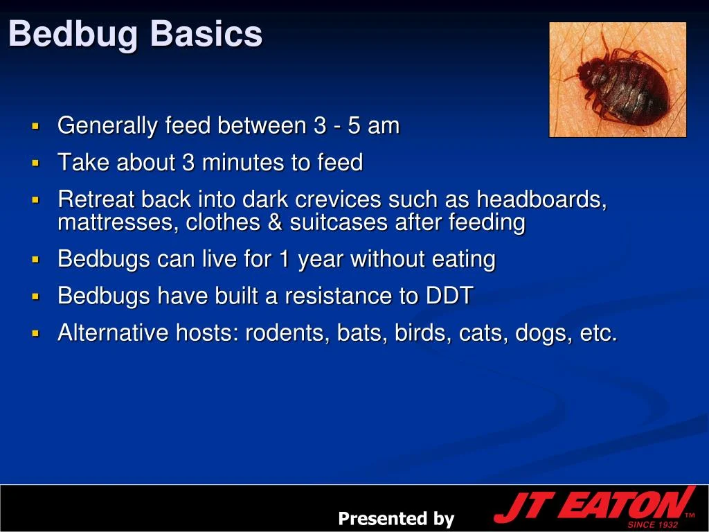 Understanding bed bug treatment Decatur: The Basics