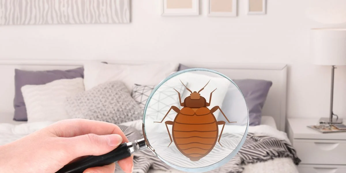 Understanding bed bug treatment St Petersburg: Why These Pests Invade Your Home