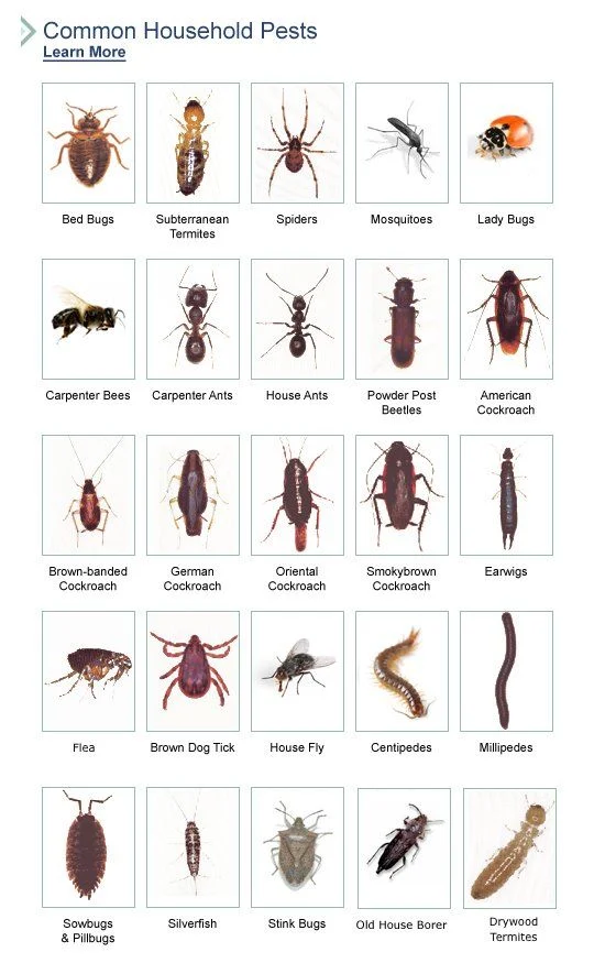 Understanding Common Rental Pests and Why They Appear