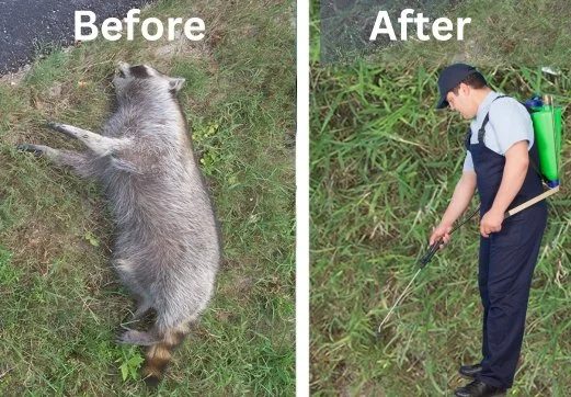 Understanding Dead Animal Removal: Why It Happens