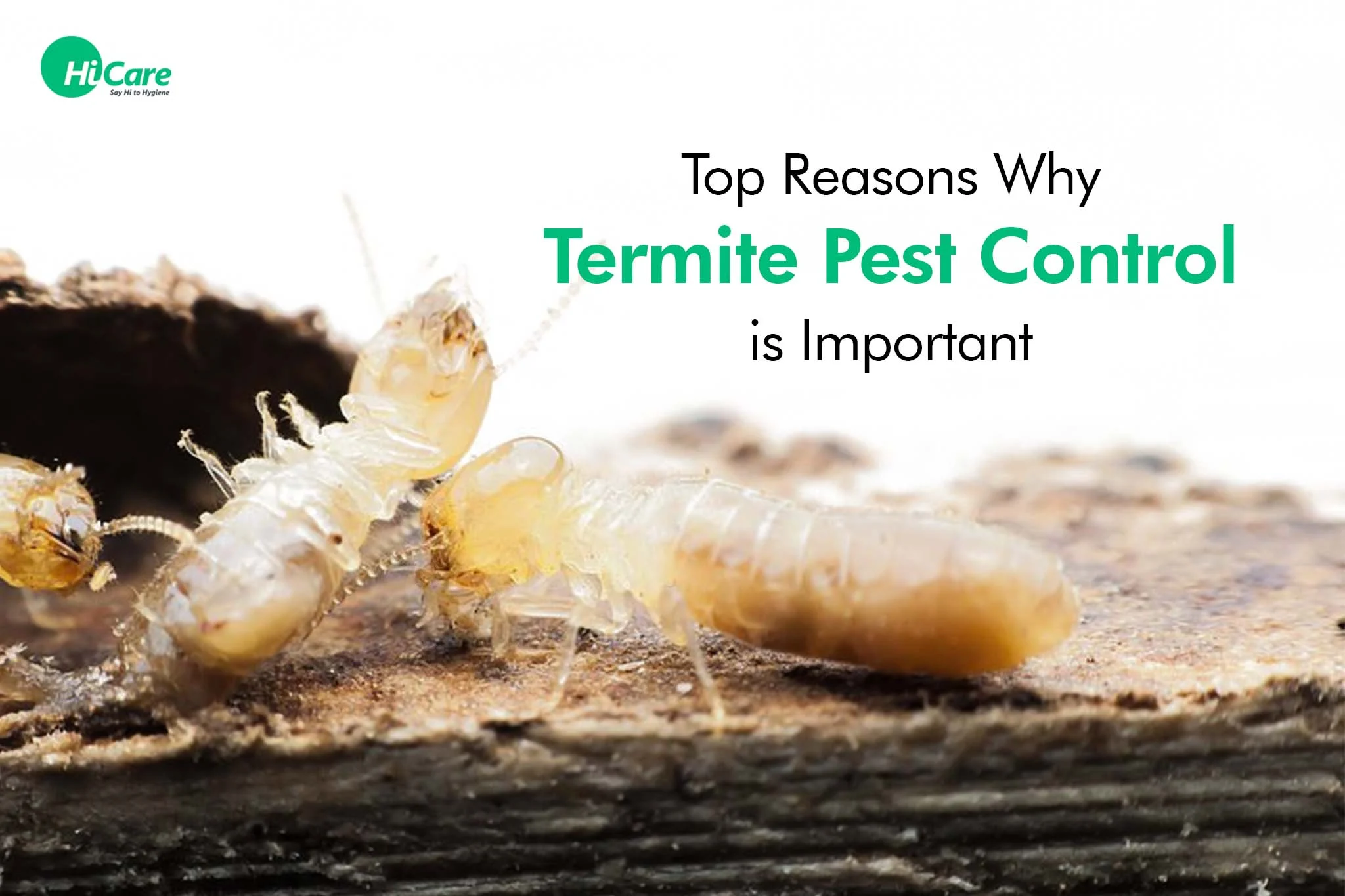 Understanding termite control buford: Why These Pests Target Your Home