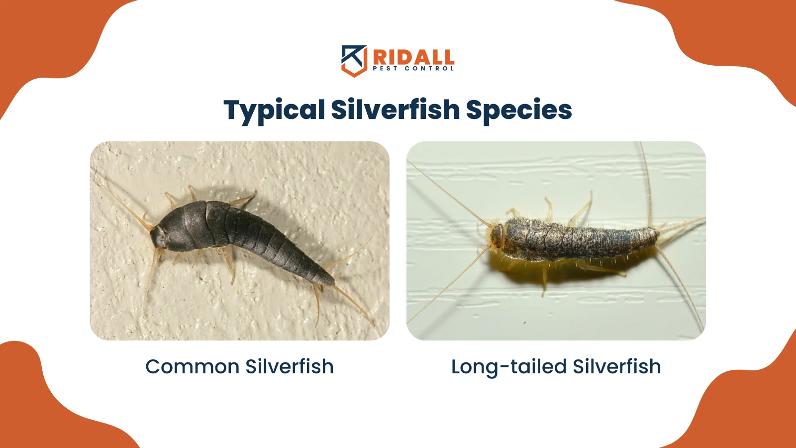 Understanding the Silverfish Infestation in Your Home