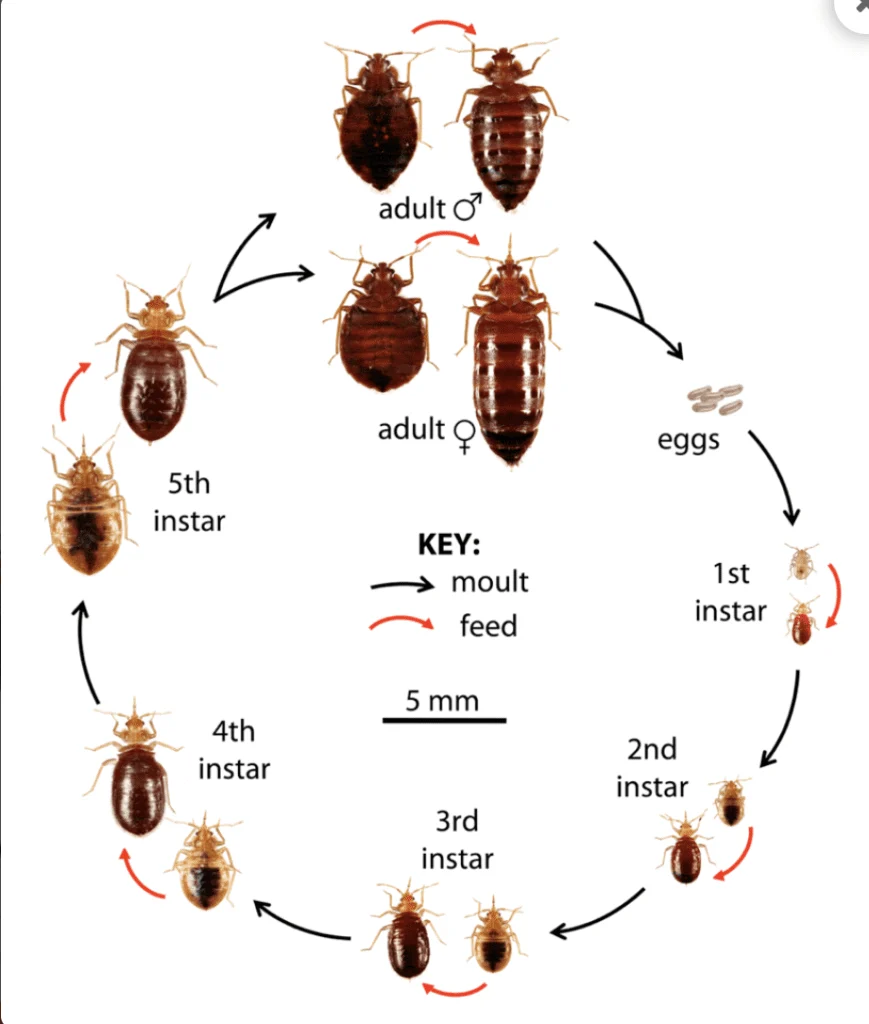 Understanding Why Bed Bugs Appear in Elfers Homes