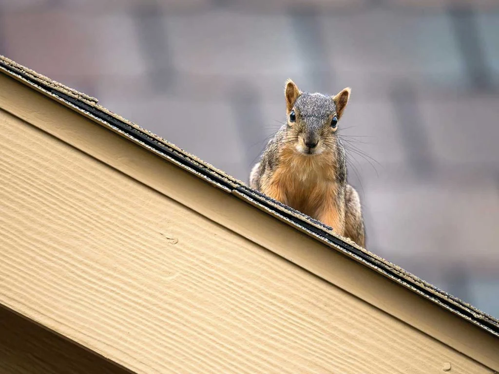 Understanding wildlife removal east lake: Why It Happens