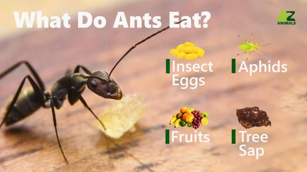 What Ants Eat in Your Home: Common Food Sources