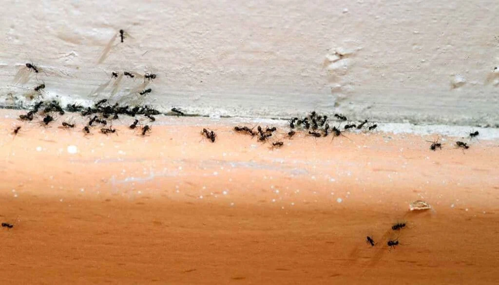 What Ants Eat in Your Home: How to Manage Their Presence